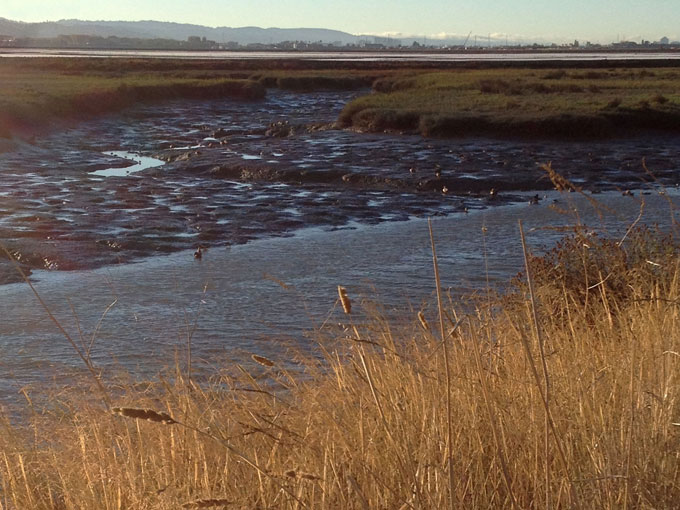 Atherton Channel at Bayfront Park