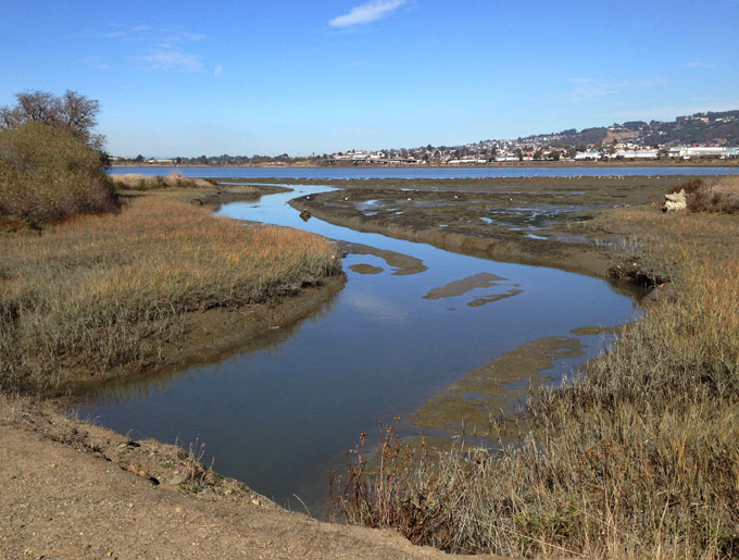 Codornices Creek