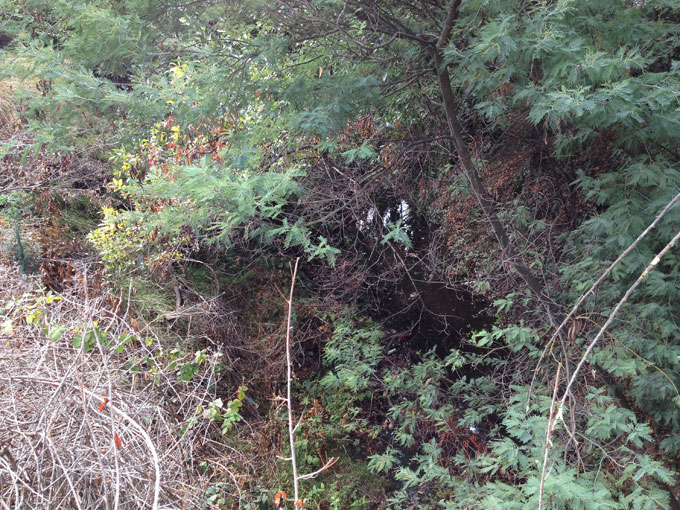 Cordilleras Creek Foliage